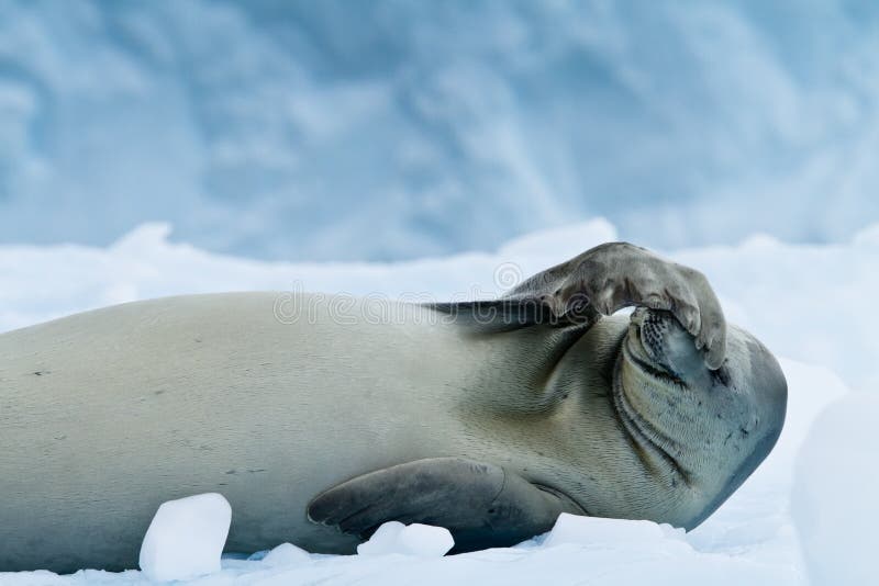 Crabeater foka odpoczywa, Antarctica zdjęcia royalty free Crabeater foka odpoczywa, Antarctica zdjęcia royalty free