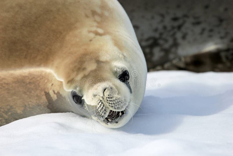 Crabeater seal on ice floe, Antarctic Peninsula