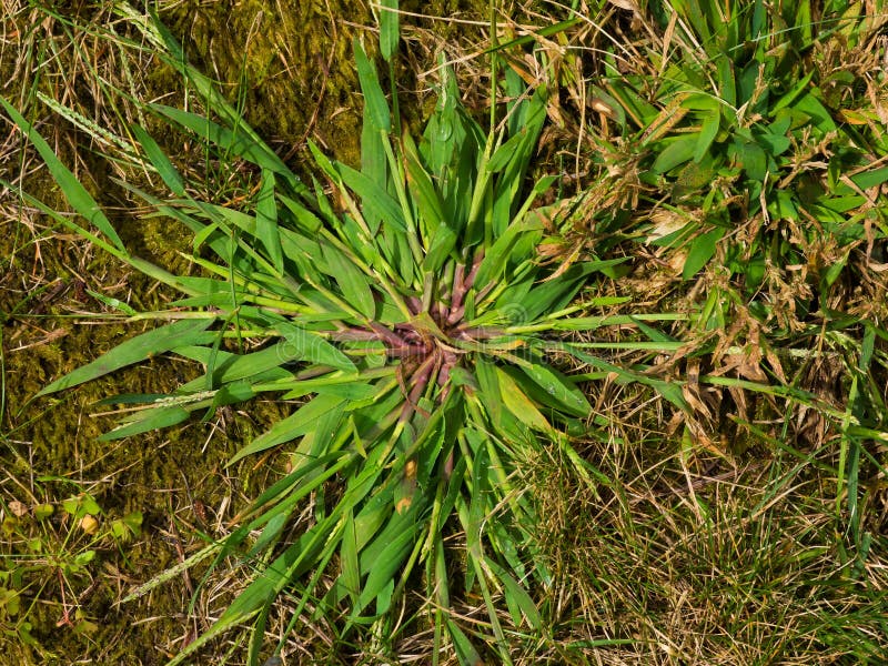 Crabgrass weed