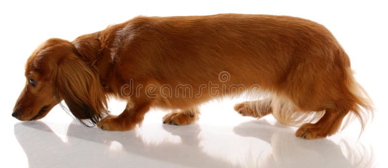 Long haired miniature dachshund walking sniffing ground. Long haired miniature dachshund walking sniffing ground
