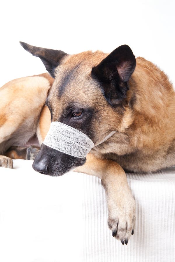 Bouton Sur Le Dessus Du Museau Du Chien Bouton Sur Le Dessus Du Museau Du Chien - Communauté MCMS