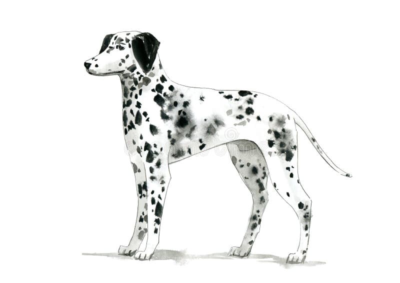 Crabot dalmatien Animal familier domestique watercolor illustration libre de droits Crabot dalmatien Animal familier domestique watercolor illustration libre de droits