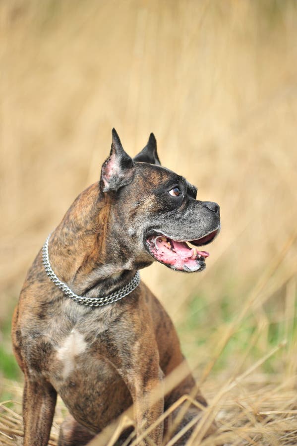 Headshot of a black boxer dog sitting in a playground. Headshot of a black boxer dog sitting in a playground.