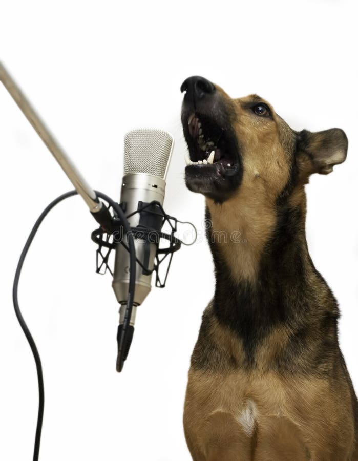 Real smart dog is singing in the microphone. Real smart dog is singing in the microphone.