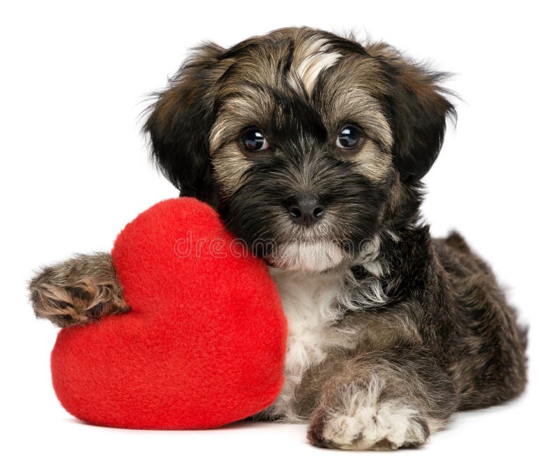 Crabot de chiot mâle de Valentine Havanese d'amoureux photographie stock Crabot de chiot mâle de Valentine Havanese d'amoureux photographie stock