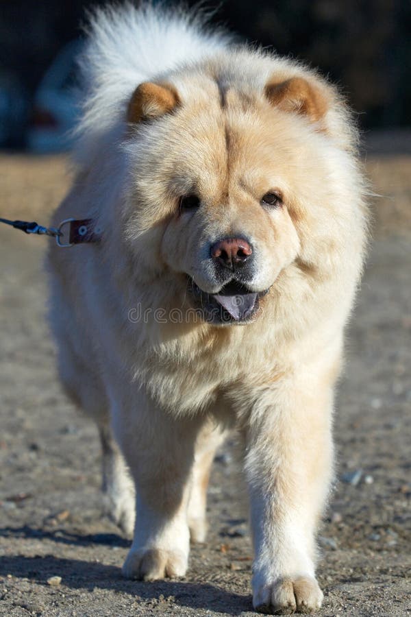chow chow dog white