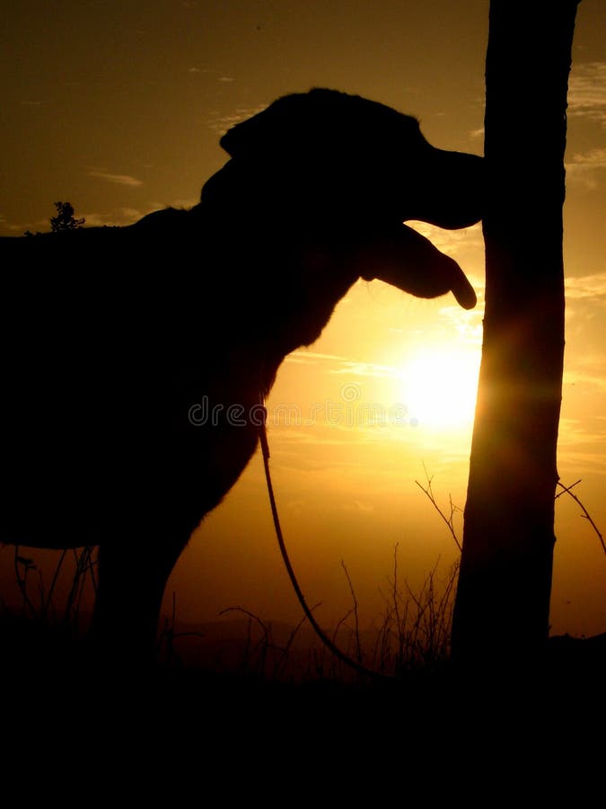 A labrador stands with a backdrop of a beautiful sunset, silhouette. A labrador stands with a backdrop of a beautiful sunset, silhouette