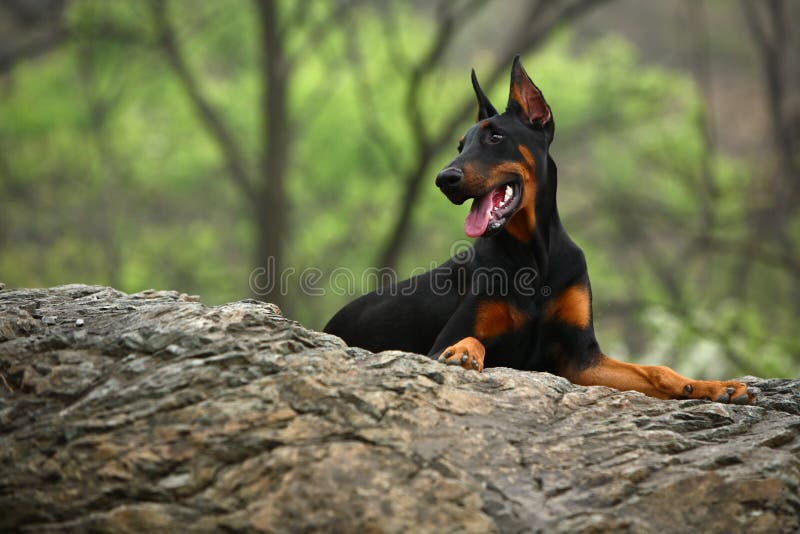 Crabot de dobermann image libre de droits Crabot de dobermann image libre de droits