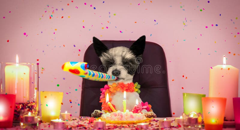 5 Caniche D Anniversaire Photos Libres De Droits Et Gratuites De Dreamstime