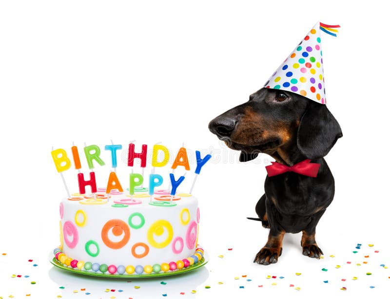 Teckel De Chien De Carte De Joyeux Anniversaire Photos Libres De Droits Et Gratuites De Dreamstime