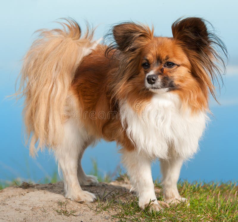 Crabot de Papillion image stock Crabot de Papillion image stock