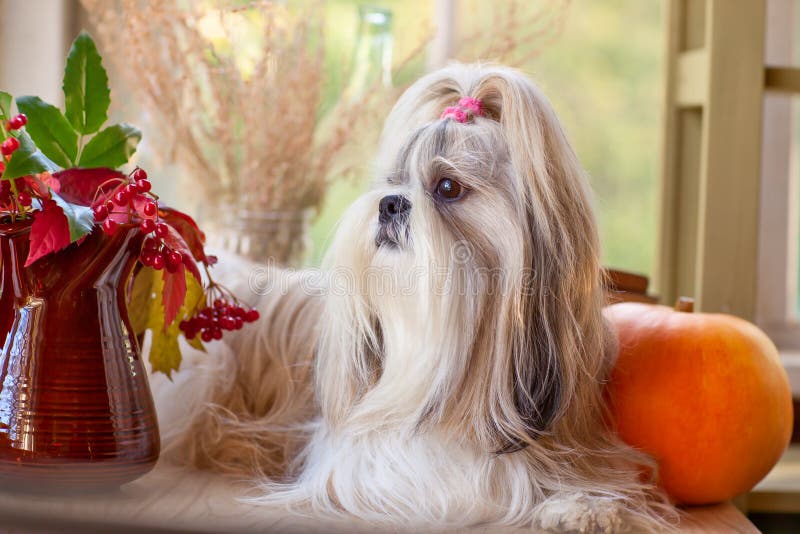 Download Crabot de Shih Tzu photo stock. Image du indoors, potiron - 45357352
