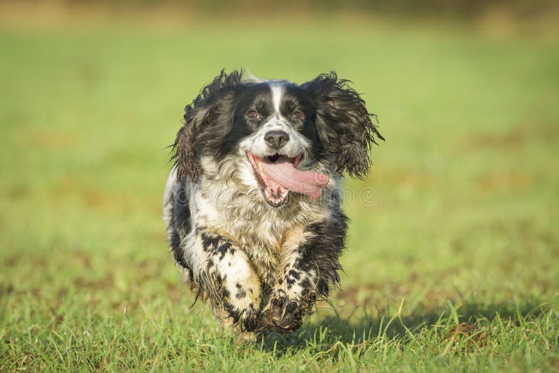 Crabot de springer spaniel image libre de droits Crabot de springer spaniel image libre de droits