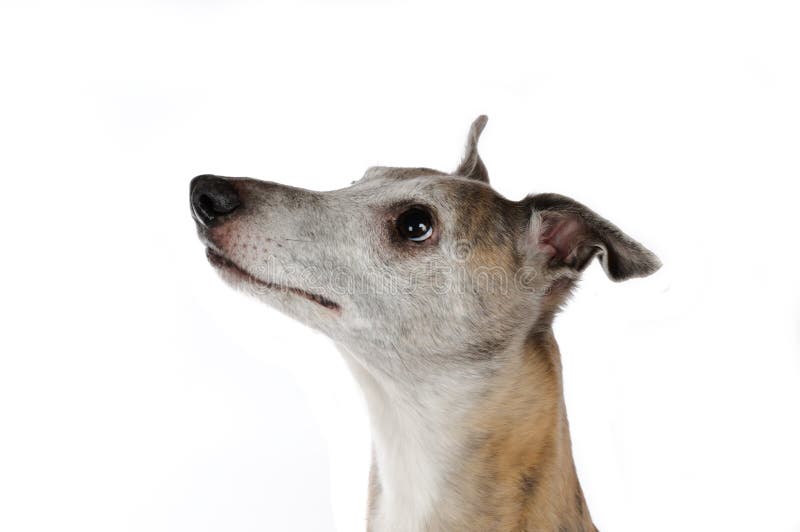 Crabot de Whippet image libre de droits Crabot de Whippet image libre de droits