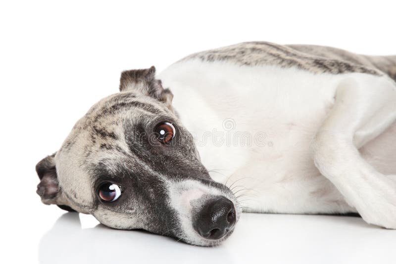 Crabot de whippet se reposant sur un fond blanc photos libres de droits Crabot de whippet se reposant sur un fond blanc photos libres de droits
