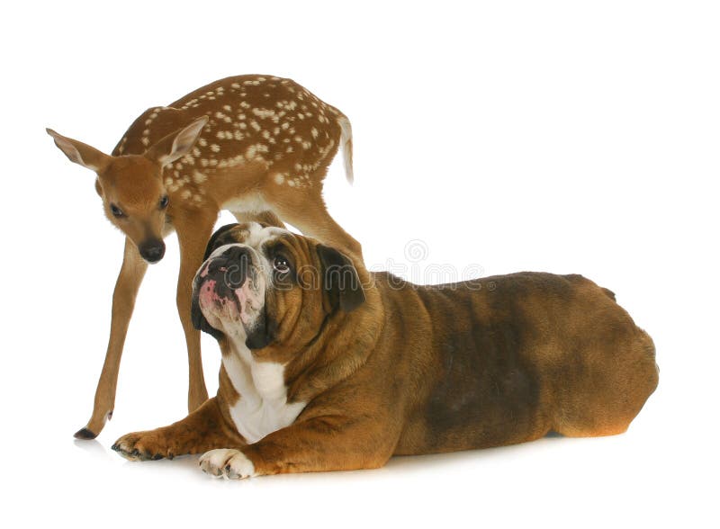 Crabot et cerfs communs photo stock Crabot et cerfs communs photo stock