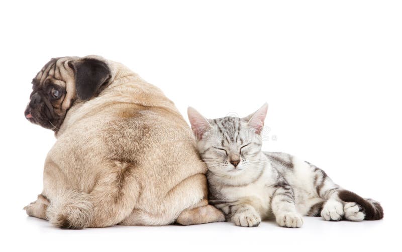 Crabot et chat Crabot et chat
