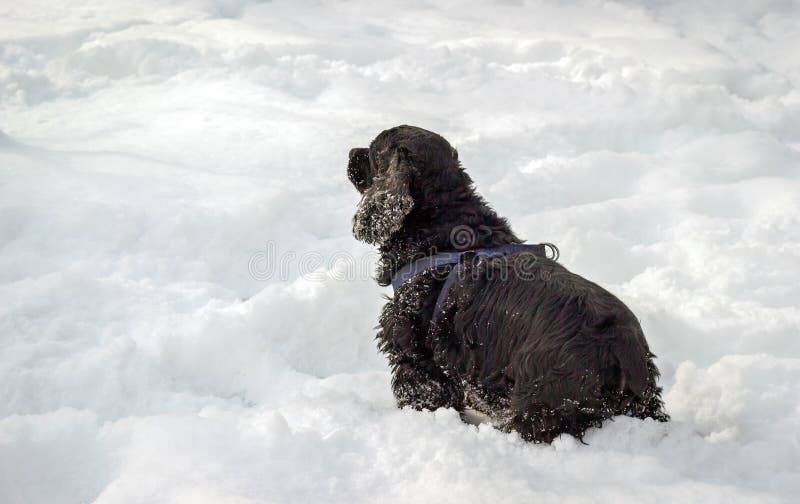 Crabot et neige photographie stock Crabot et neige photographie stock