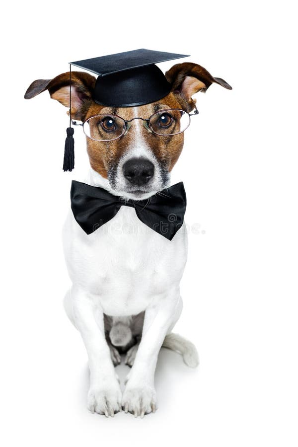 Dog graduated from school with black tie. Dog graduated from school with black tie