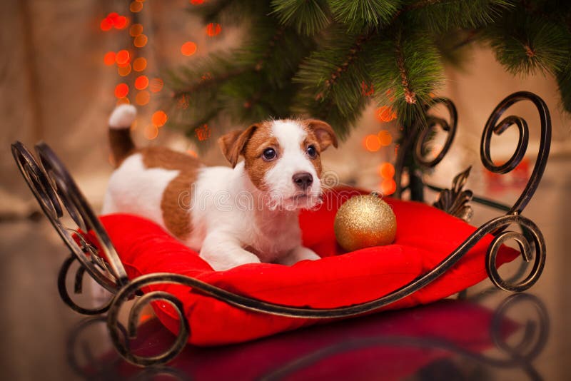 Crabot Jack Russel Chiot Noël, images stock Crabot Jack Russel Chiot Noël, images stock