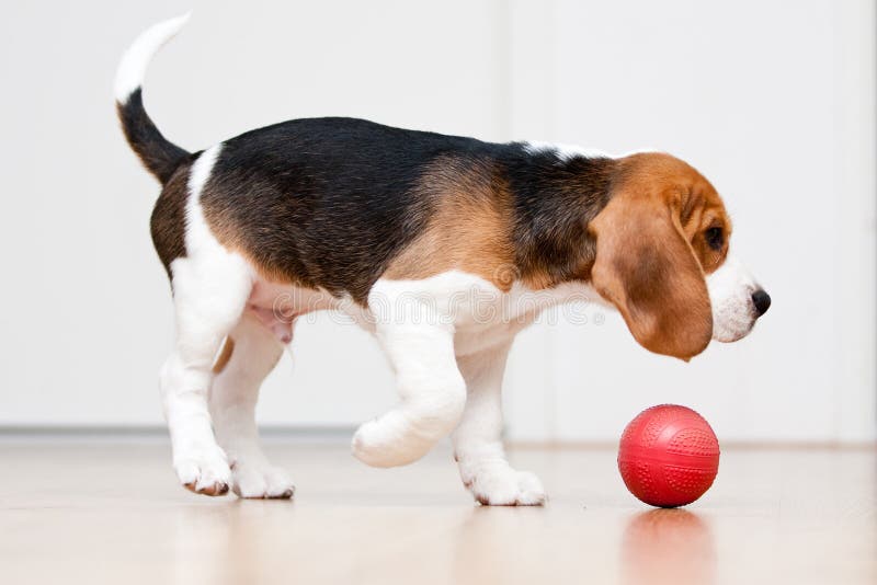 Dog playing with red ball. Beagle puppy. Dog playing with red ball. Beagle puppy