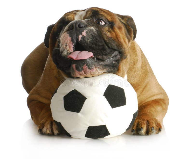 Dog playing with ball - english bulldog with head laying on soccer ball on white background. Dog playing with ball - english bulldog with head laying on soccer ball on white background
