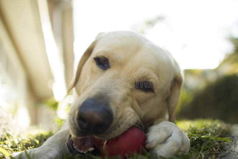 Crabot Labrador image stock Crabot Labrador image stock