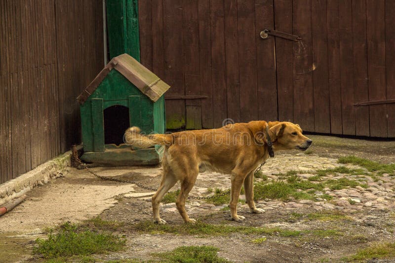 Crabot seul Crabot à l'extérieur Chien de garde, attaché près de la ferme qu'il défendent images stock Crabot seul Crabot à l'extérieur Chien de garde, attaché près de la ferme qu'il défendent images stock
