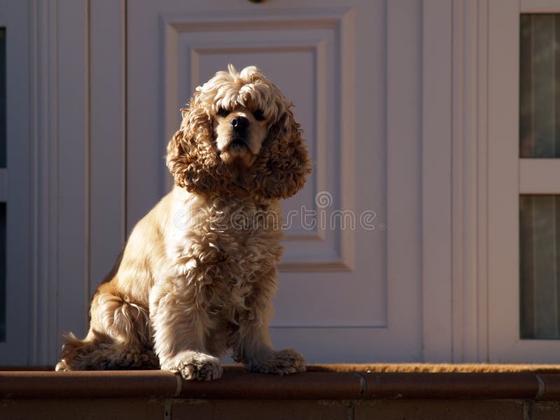 Chien chic photo stock