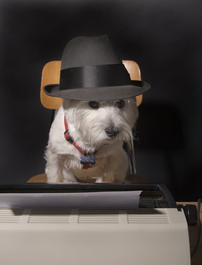 West Highland Terrier wearing a man's hat sitting on a chair in front of a typewriter. West Highland Terrier wearing a man's hat sitting on a chair in front of a typewriter