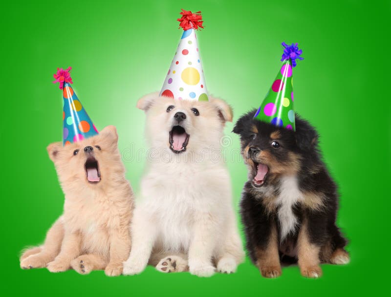 Crabots de chiot d'anniversaire de chant images stock Crabots de chiot d'anniversaire de chant images stock