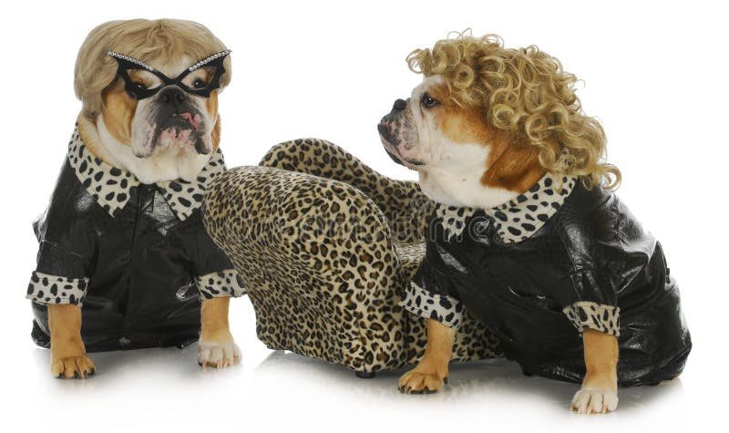 Crabots de diva photo stock Crabots de diva photo stock