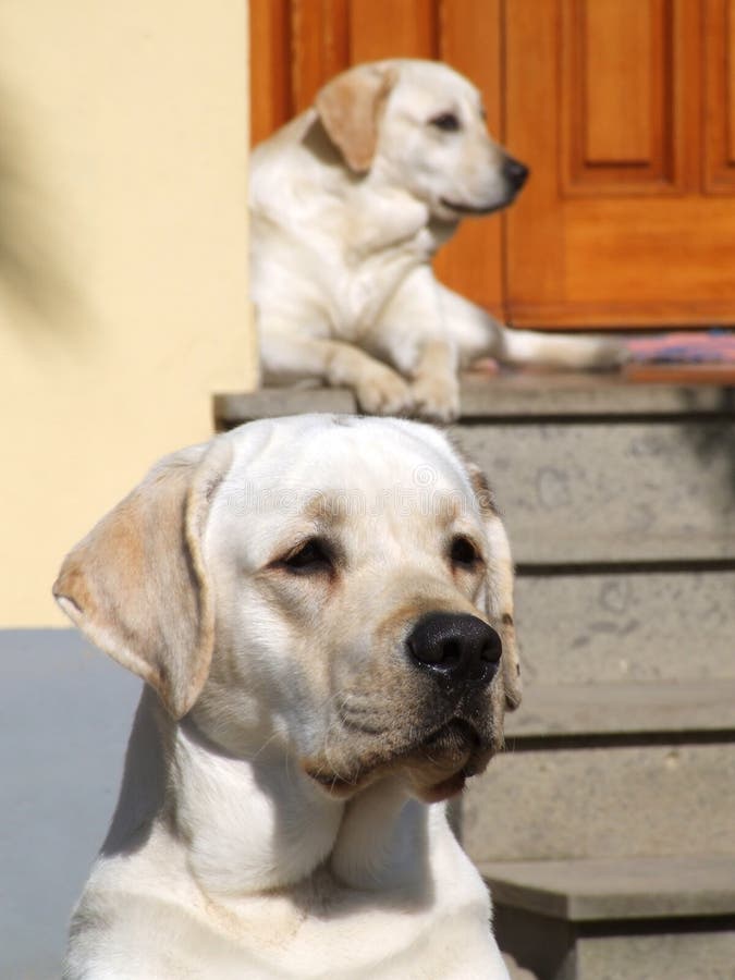 Two white dogs in front of a house's door. Two white dogs in front of a house's door