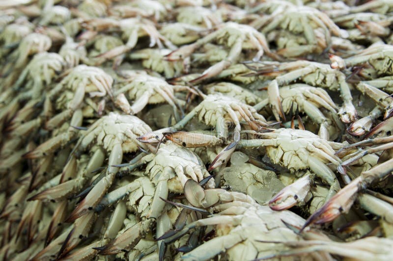Crabs stock photo. Image of dubai, market, crab, seafood 18768828