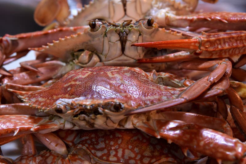 Crabs ready for cooking stock photo. Image of crabs 159227518