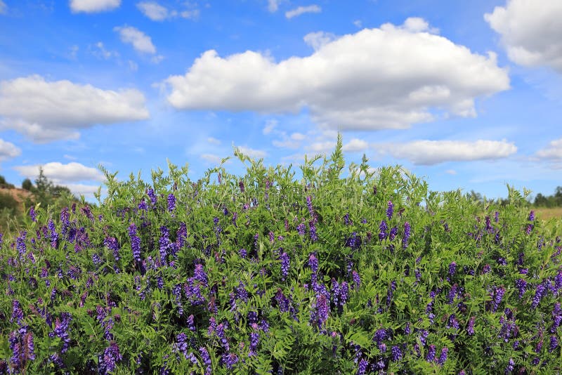 Cracca de la Vicia Matorrales salvajes de la arveja en un día de verano en Yamal imagenes de archivo Cracca de la Vicia Matorrales salvajes de la arveja en un día de verano en Yamal imagenes de archivo
