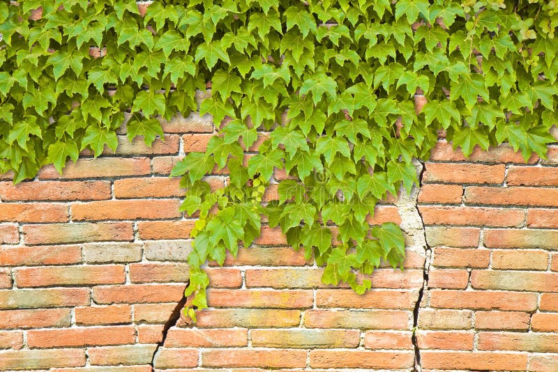 Cracked Brick Wall with Climbing Ivy Image with Copy Space Stock