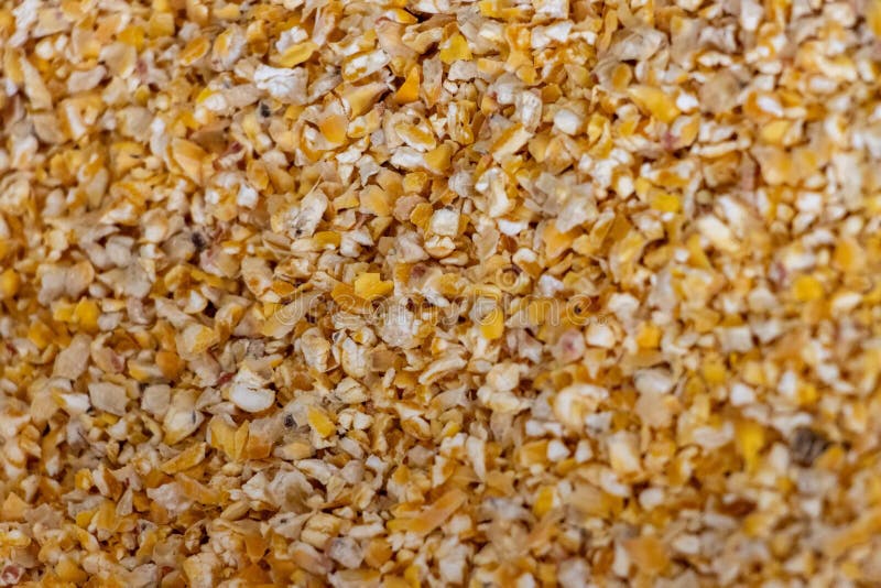 A Cracked Corn Cob in Late Summer Waiting To Be Harvested after the Dry