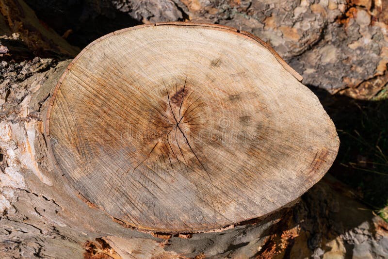 Cracked Cut of Thick Tree Branch Stock Image Image of forest