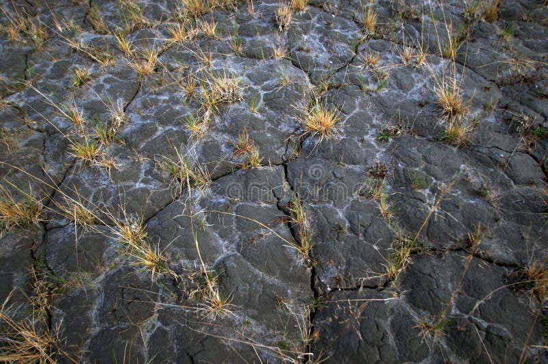 Cracked Desert Ground with Dead Plants