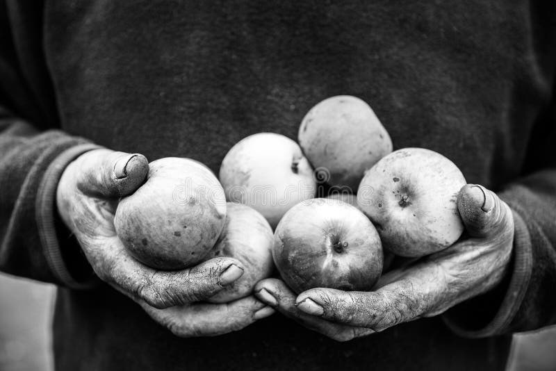 Agrietado sucio viejo manos de hombre Ellos son posesión manzanas.