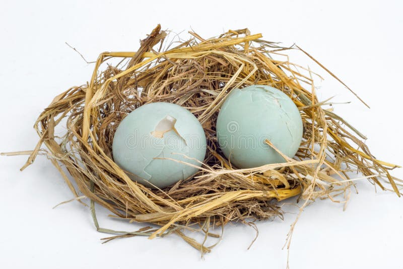 Duck Incubator Her Eggs On The Straw Nest Stock Photo - Download Image Now  - Animal Egg, Animal Nest, Duck - Bird - iStock