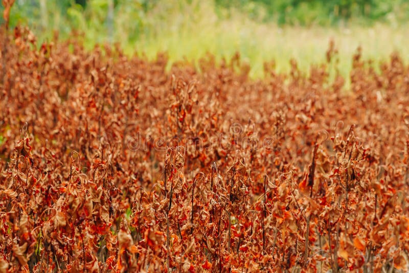 Cracked Earth and Dead Plants Stock Image Image of field, abandoned