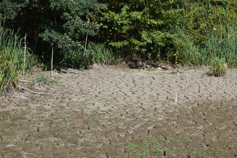 Cracked lake ground and green plants on the side royalty free stock images