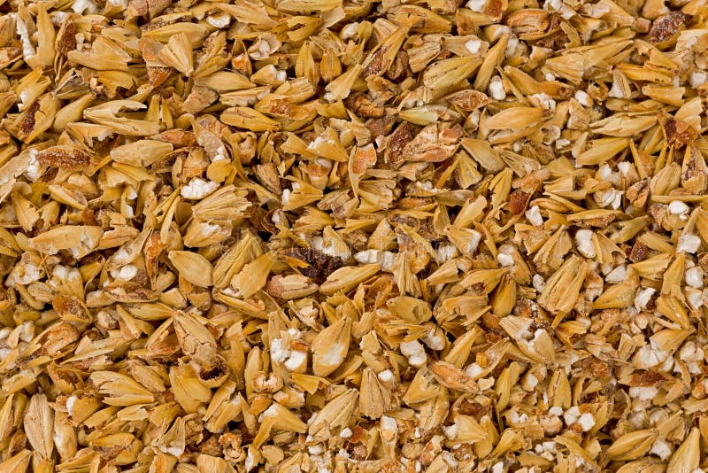 Barley seed closeup stock photo. Image of barley, grain 6308566