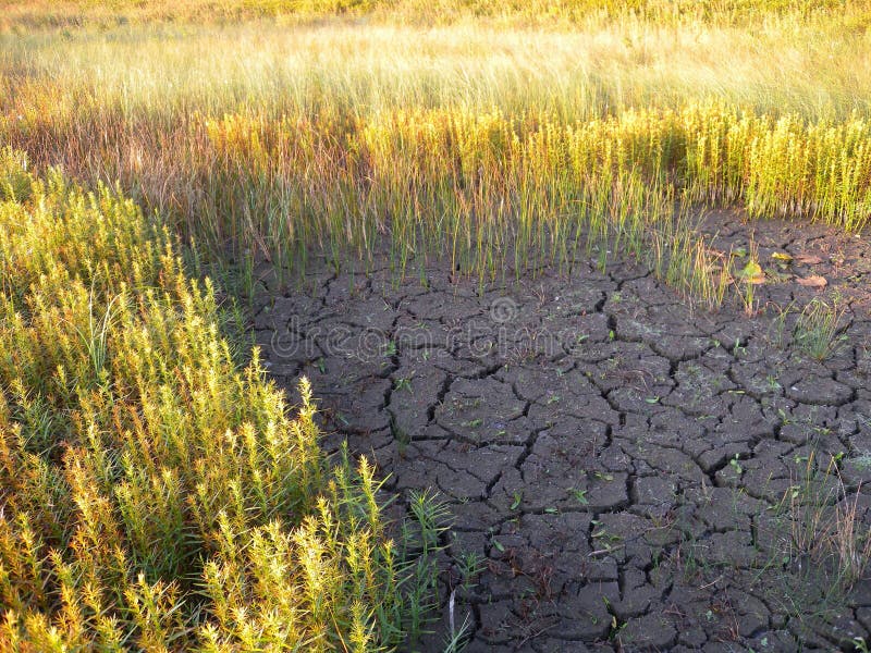 At the end of a dry summer a wetlands mud is dry, cracked and thirsty for rain. At the end of a dry summer a wetlands mud is dry, cracked and thirsty for rain.