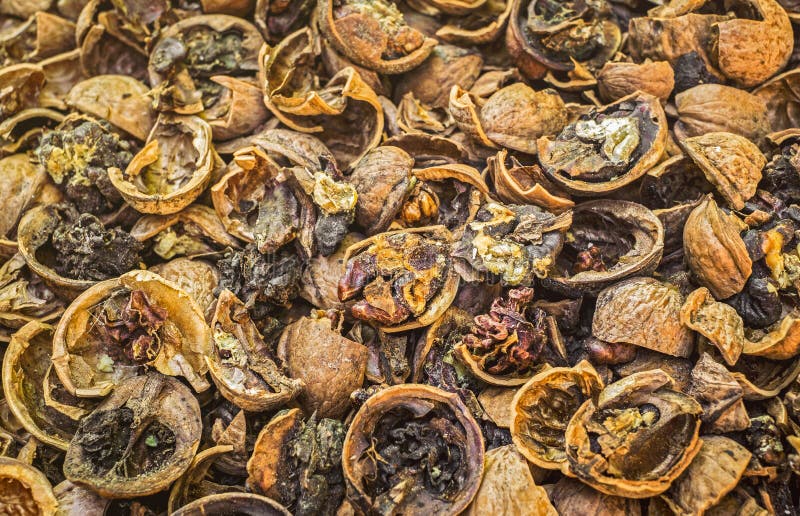 Cracked Nuts Rotten With Mold Stock Photo Image of detail, cracked