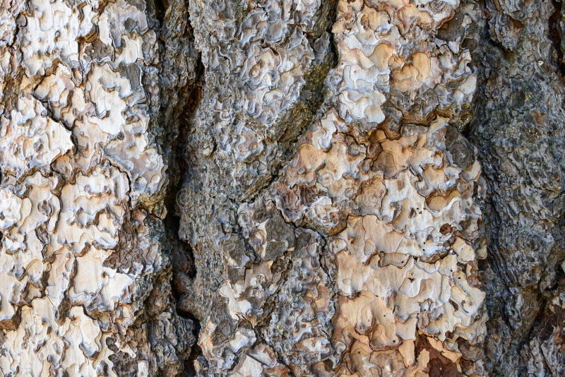 Cracked pine tree stock image. Image of tropical, pattern 40350853