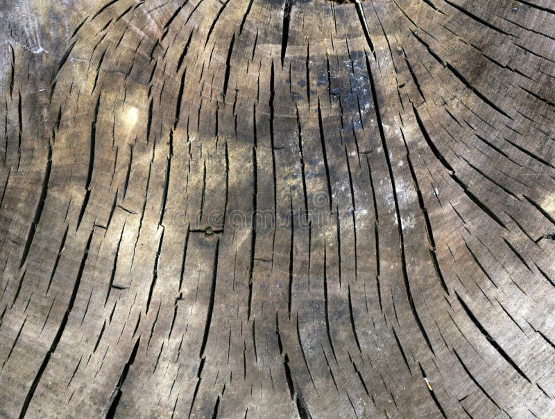Cracked stock photo. Image of tree, botany 39325846