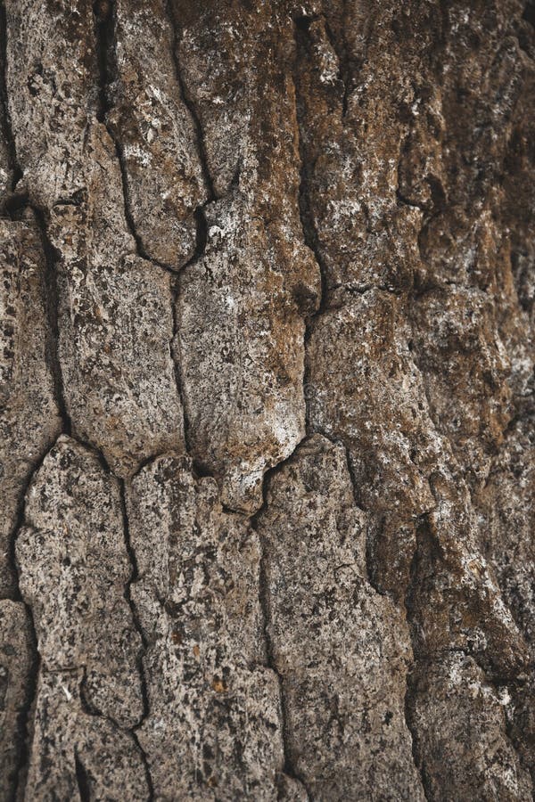 Cracked rough brown tree bark background stock images